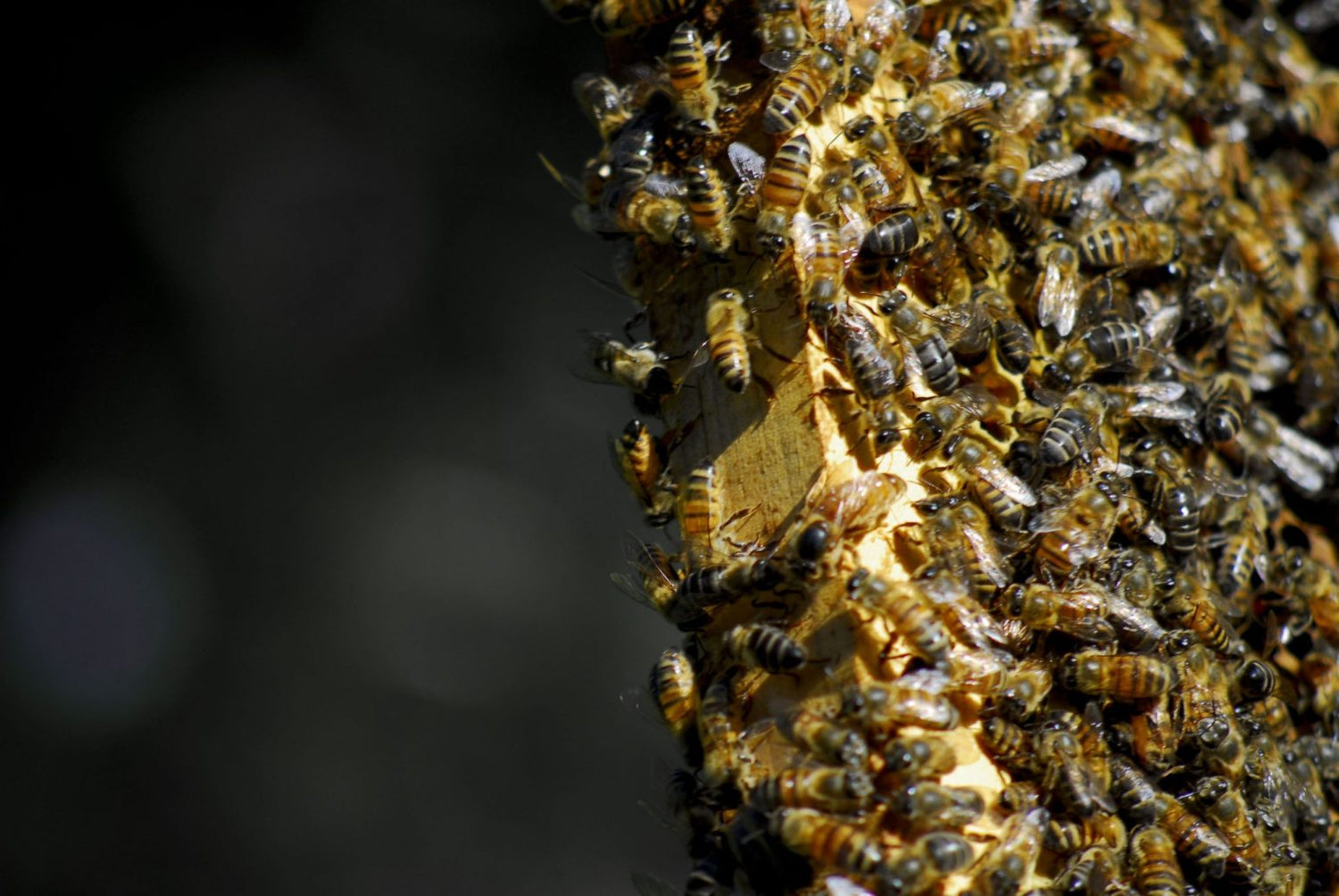 Do you know what is Raw Honey?